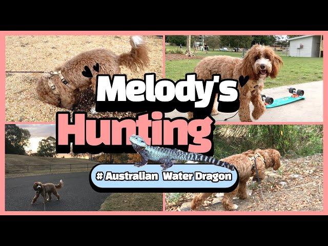 Cavoodle (Cavapoo) puppies, dog digging & hunting Australia water dragon