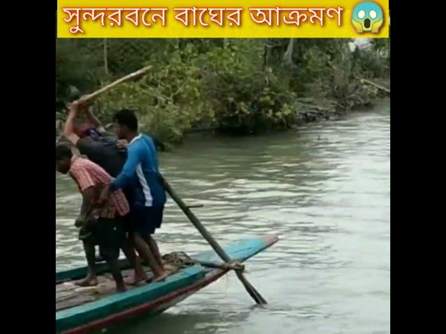 Tiger Attack in Sundarban । Viral Video । Sundarban Special #shorts