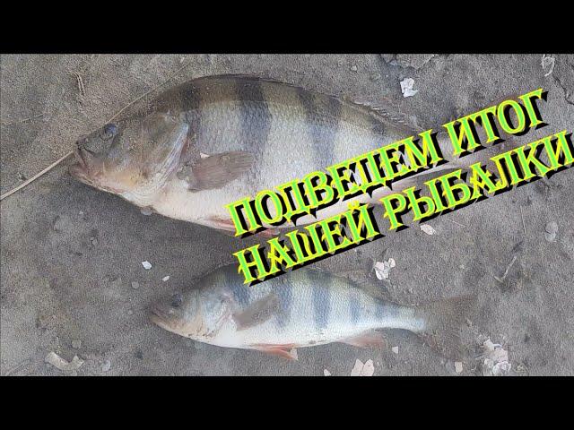 Подведем итоги отдыха на Дону, с удочкой в руках, в +50*С градусную ЖАРУ #рыбалкаНАдону #окунь