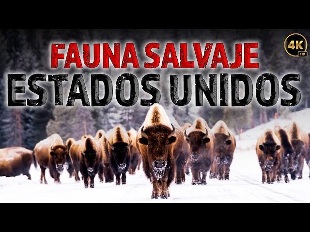 La Naturaleza Salvaje de los Estados Unidos: Una Lucha por la Supervivencia | Documentales Completos