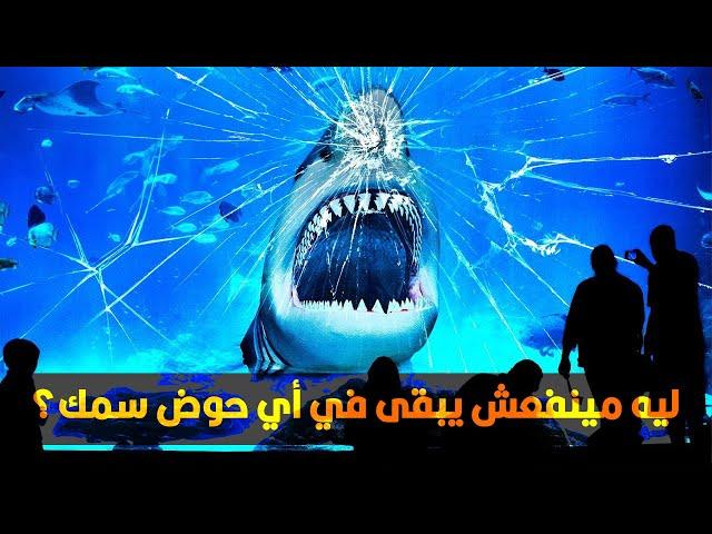 ليه مفيش أي حوض سمك في العالم فيه قرش أبيض؟