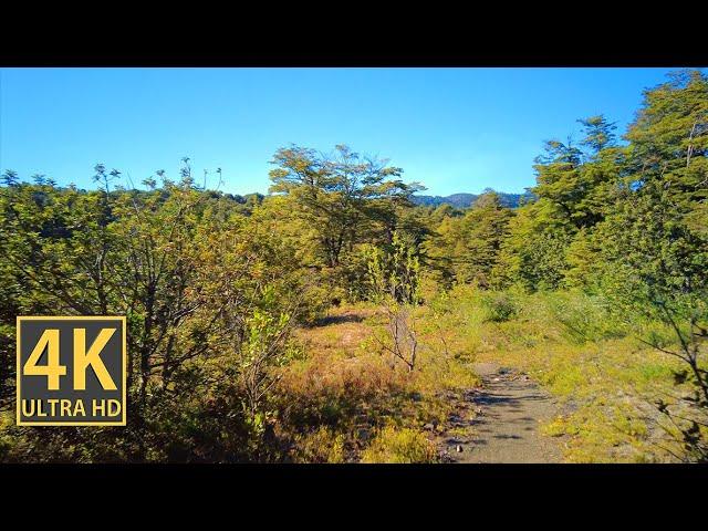 Rural Mountain Forest Vibes 4K (With Ambient Nature Sounds And Music)