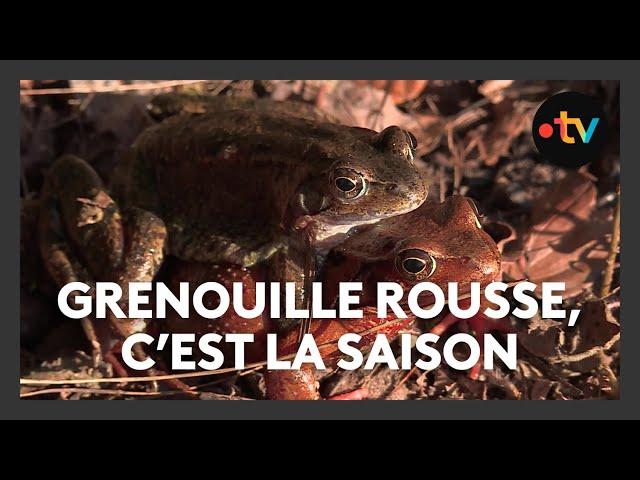 Grenouille rousse : une filière qui se porte bien en Bourgogne-Franche-Comté