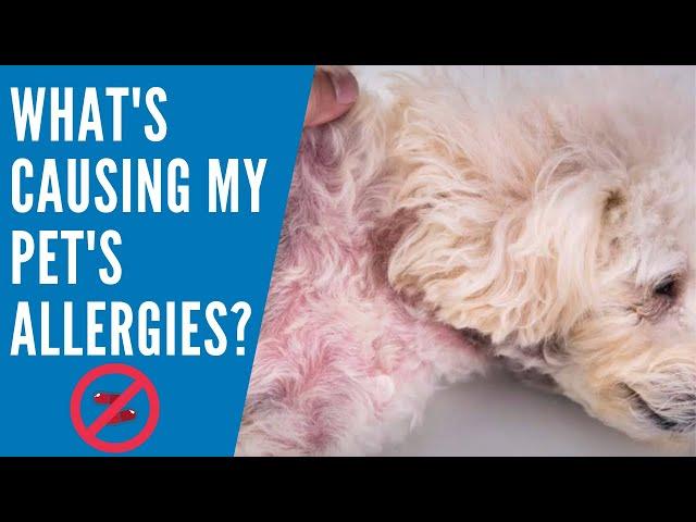 What's Really Causing My Pet's Allergies?