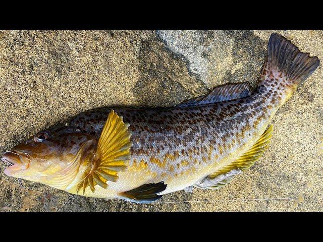 How To Catch & Cook KELP GREENLING. Ocean Shores North Jetty Fishing For Greenling