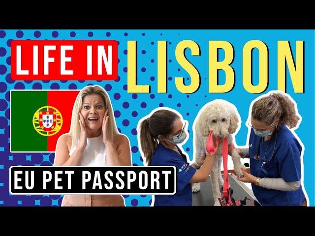 EU PET PASSPORT: How We Got Our Dog A Pet Passport In Portugal (2022)