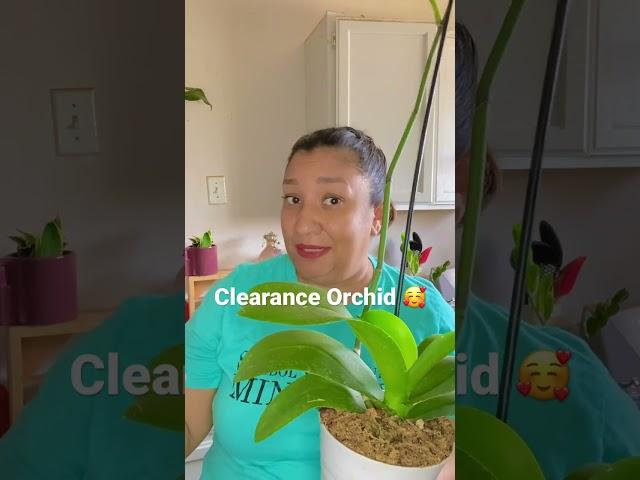 Clearance Orchid  #orchids #orchidlovers #clearence