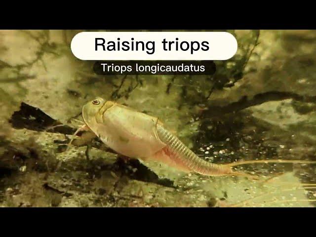 How to raise triops: Day 0 and beyond [additional tips in description]