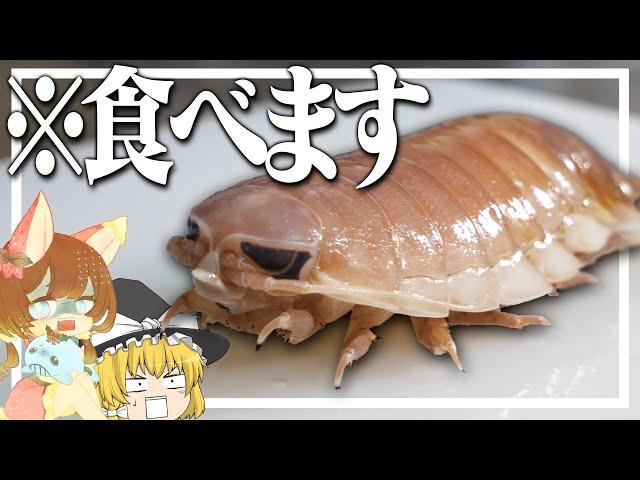 【料理 #10】よっしいはオオグソクムシを食べたい　【ゆっくり実況】