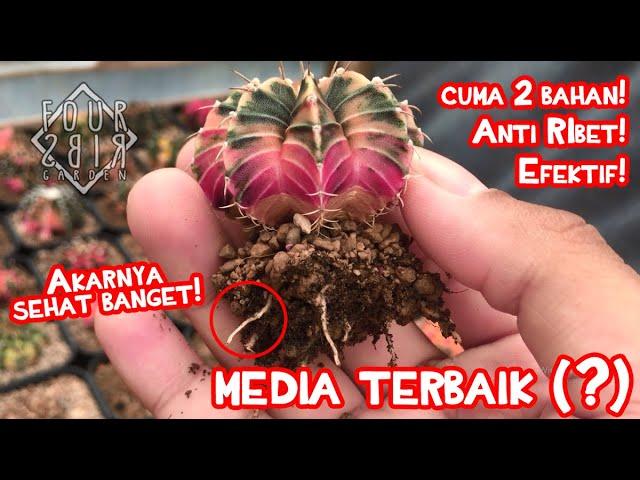 Cara Membuat Media Kaktus Sederhana