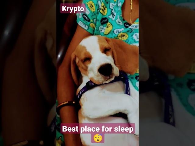 sleeping is my hobby #reels #youtubeshorts #funny #reels #ytshorts #puppy #sleep #shorts