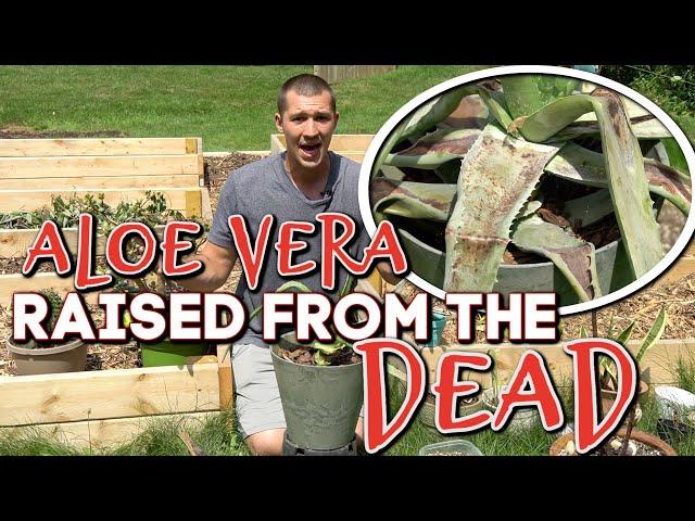 How we SAVED our DYING ALOE VERA!