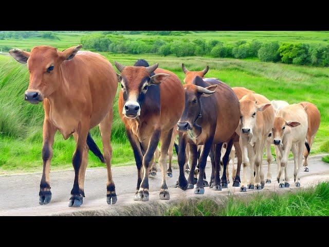 Video perjalanan sapi lembu jinak di jalan, Suara sapi Moo Memanggil kawanan, Sapi lucu berkeliaran