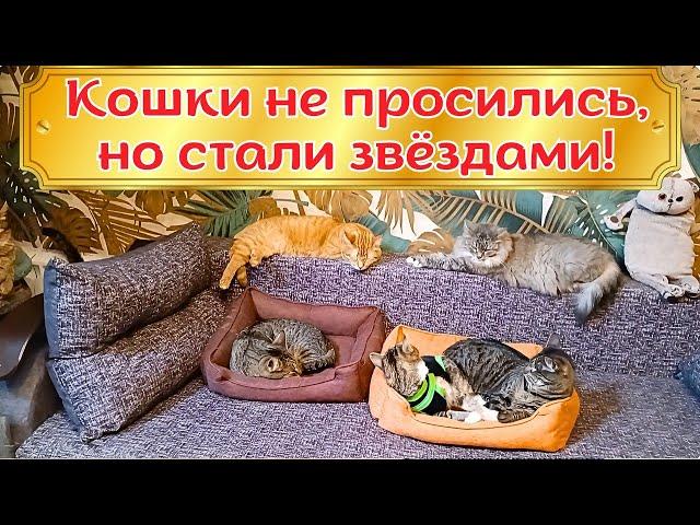 Кошки не просились, но стали Звëздами!