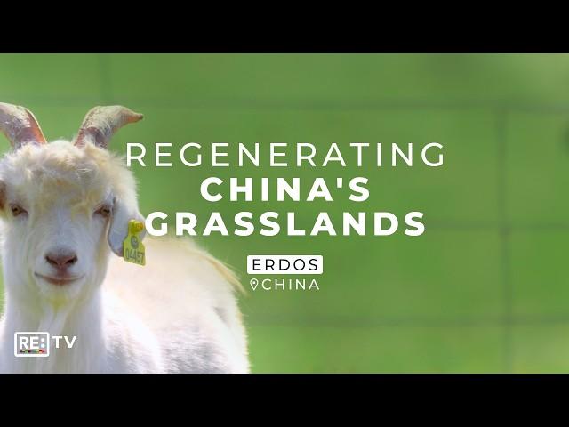 Can A Cashmere Sweater Restore Ancient Ecosystems?
