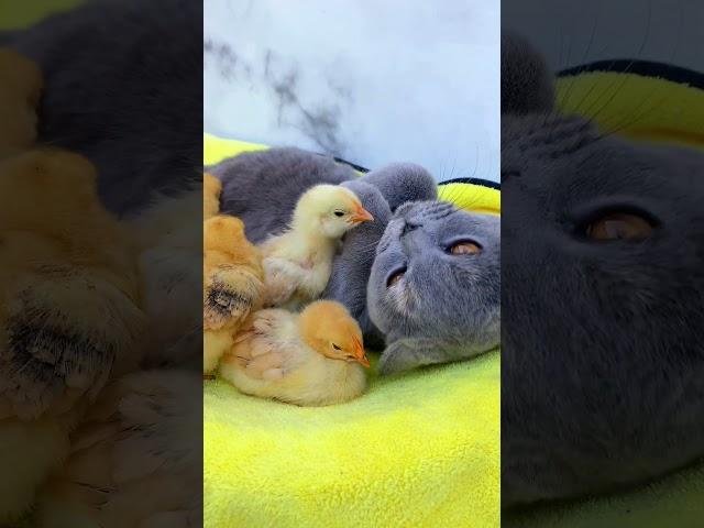 so cute! A kitten actually adopted a bunch of chicks and they sleep together 