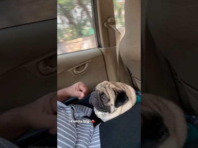 Cutest pug puppy videos | family trip |#doglover #dog #cute #travel #trending #shorts #short