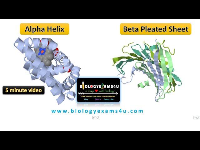 Difference between Alpha Helix and Beta Sheets