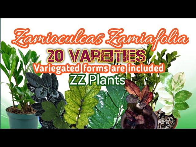 20 ZZ Plant Varieties 2023 | PlantFactory TV