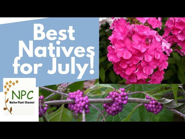 Best northeast natives for blooms in July!