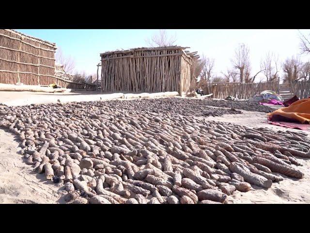 居住地移した牧畜民、生薬栽培で貧困脱却　新疆ウイグル自治区