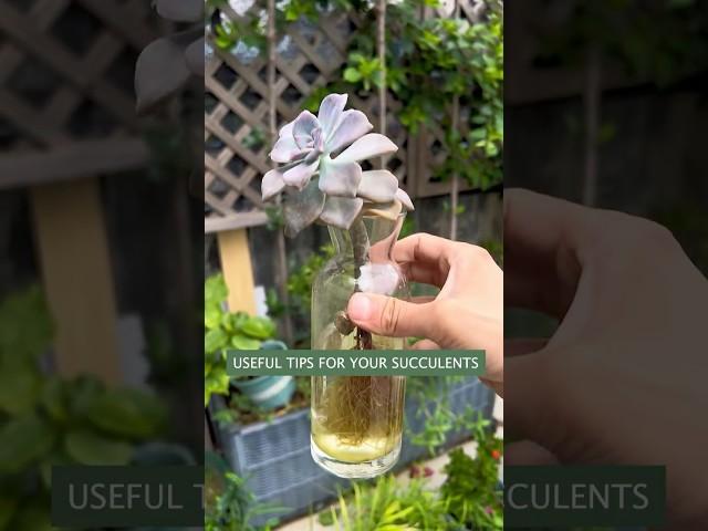 Beginner Succulent Plants: Easy Care Tips to Grow Thriving Succulents