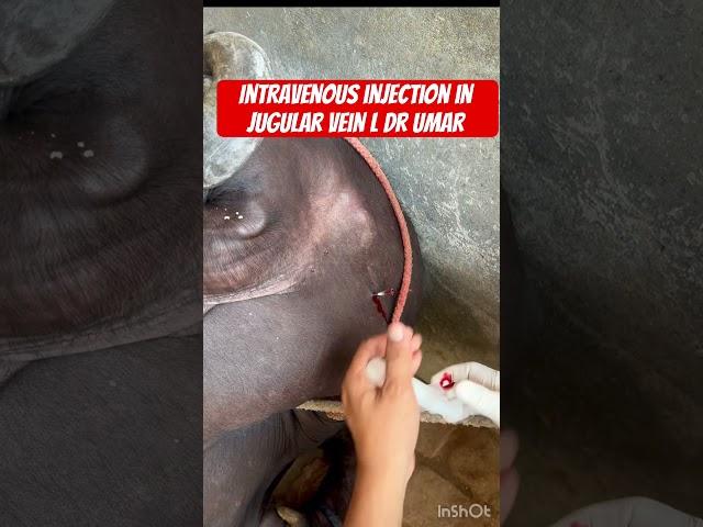 Intravenous injection l dr Umar Khan