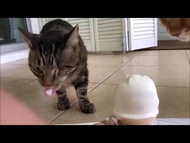 Cats Eat Ice Cream Cone