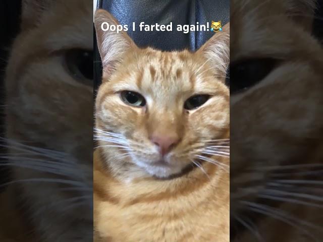 Oops I farted again!
