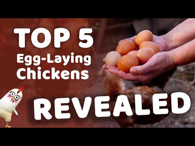 5 Best Egg Laying Chickens REVEALED | The Hen House Collection