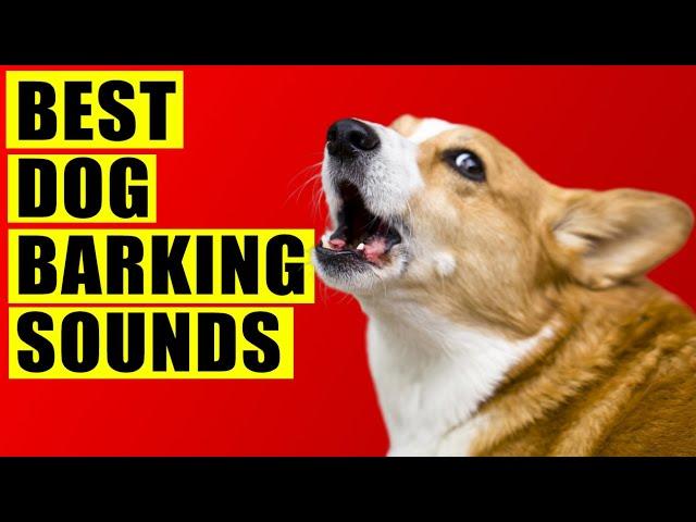 Dogs Barking Sounds Compilation (See How Your Dog REACTS). 15 Breeds Loud Dog Barking Sound Effect.