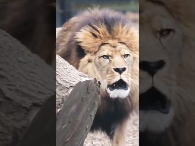 Lion King of the Jungle | World of animals | Wildlife #animals #wildlife #love #shorts