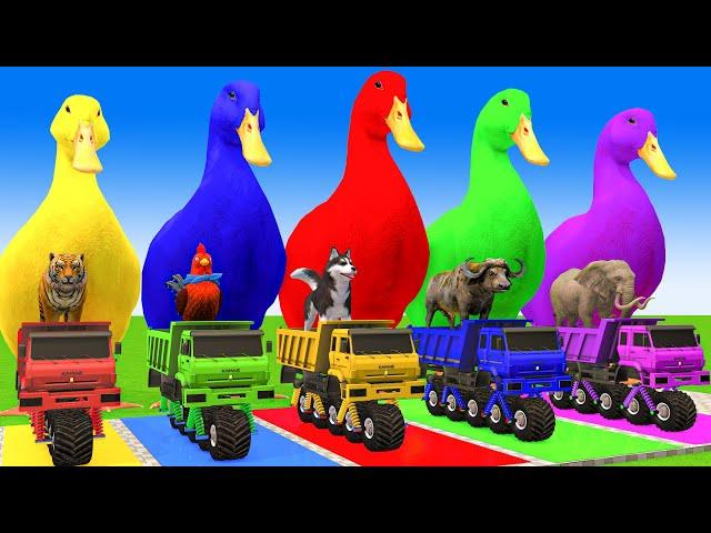 5 Giant Duck Cartoon,Cow,Elephant,Giraffe,Tiger,Lion, Paint Wild Animals Crossing Fountain Animation