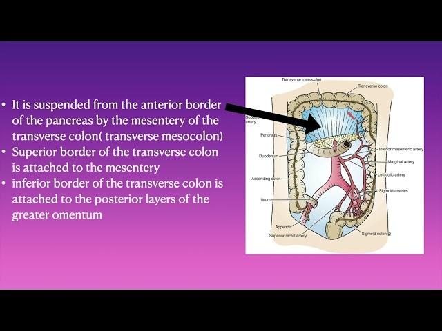 Anatomy of Ascending, descending, transverse, and sigmoid colon from Snell's