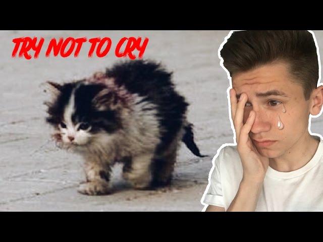Котенок без лица | TRY NOT TO CRY CHALLENGE | ПОПРОБУЙ НЕ ЗАПЛАКАТЬ ЧЕЛЛЕНДЖ