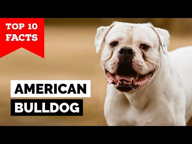 American Bulldog - Top 10 Facts