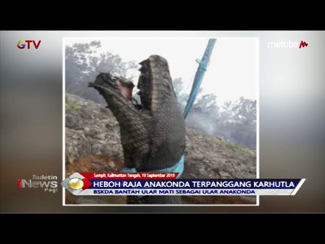 VIRAL! Ular Raja Anakonda Tewas Terpanggang Akibat Kebakaran Hutan di Sampit - BIP 20/09