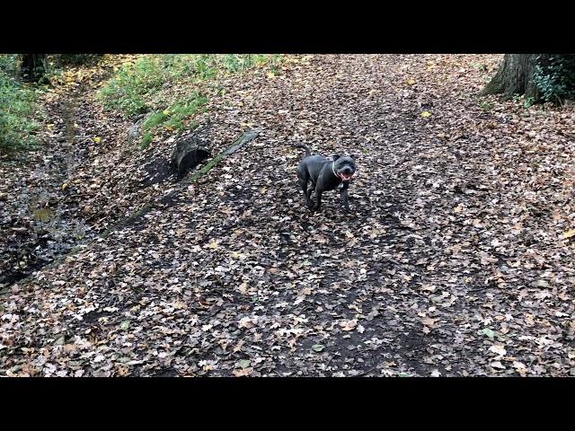 Blue Staffie finds tiny river in the wood