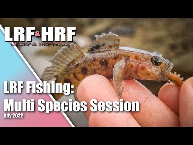 LRF Fishing: Multi Species Session in South Devon