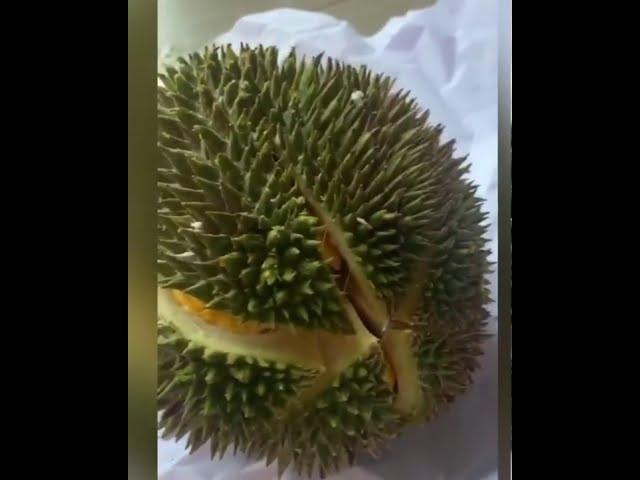 Brand New Way to Open a Frozen Wholefruit Durian
