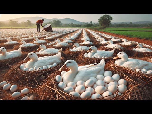 Essential Steps to Raising Organic Ducks: Egg Harvesting to Duck Business.