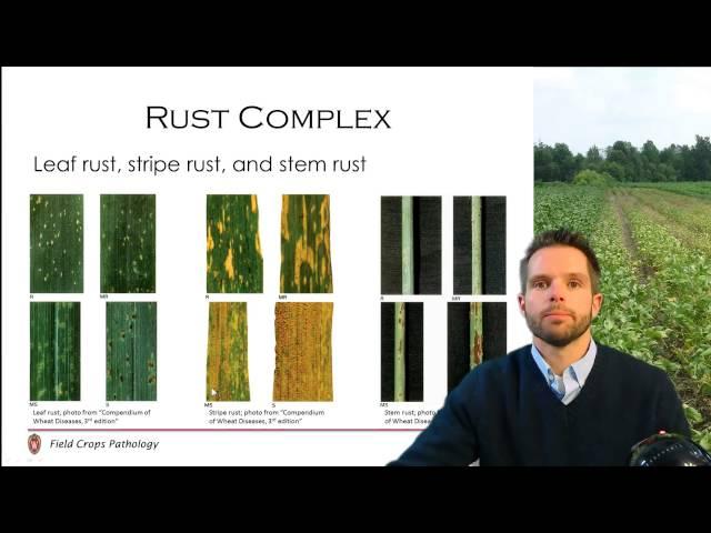 Wheat Disease Management (5/5)