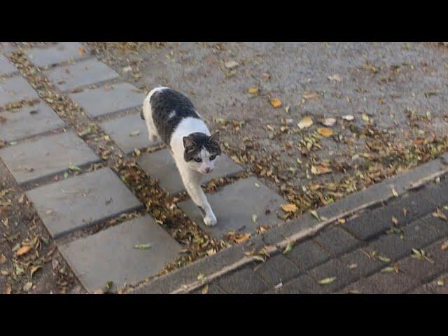 Die getigerte Straßenkatze, die allein im Park herumhing, liebte mich auf den ersten Blick.