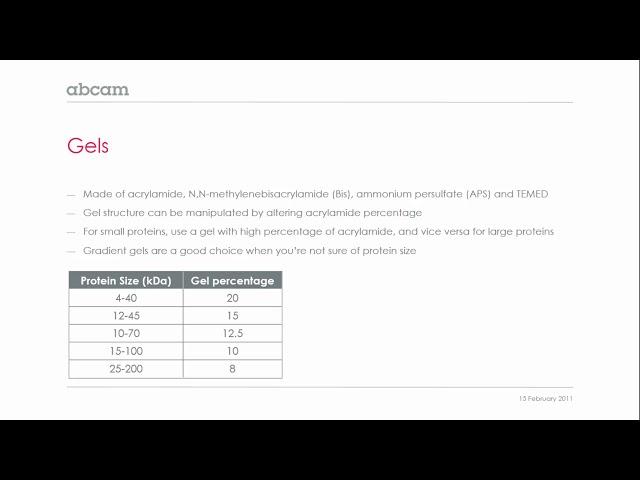 An Introduction to Western Blotting