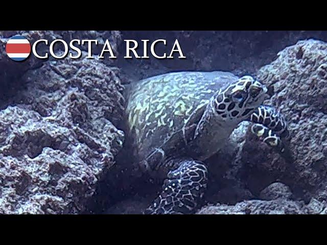 Hawksbill sea turtle  Costa Rica | v176