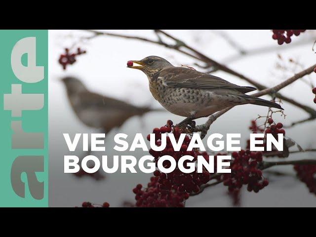 La Bourgogne, les secrets du bocage | La France sauvage | ARTE Family