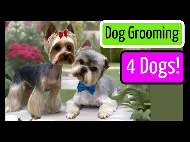 Saturday 3/8/25 Just a DOG GROOMER GROOMING DOGS! A behind the scenes at a busy pet grooming salon!