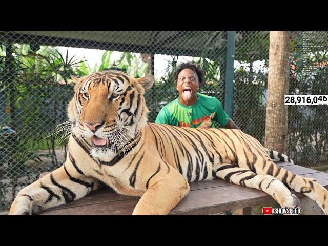 iShowSpeed BARKS AT 1000 POUND TIGER 