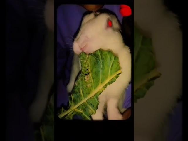 Hear his eating sound  use headphone                      #love #rabbit #shortsvideo #bunny #viral