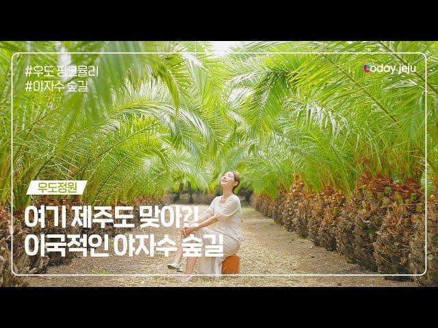 제주의 이국적인 섬 우도정원 야자수숲길 핑크뮬리